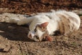 Adorable Cat rolling on the ground Royalty Free Stock Photo