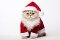 adorable cat in santa claus costume brings holiday cheer, Generative AI