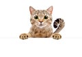 Adorable cat Scottish Straight, peeking from behind a banner Royalty Free Stock Photo
