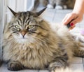 Cute cat in brushing time, siberian breed