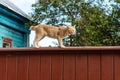 Adorable cat sits on vintage wooden fence at summer sunset Royalty Free Stock Photo