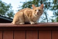 Adorable cat sits on vintage wooden fence at summer sunset Royalty Free Stock Photo