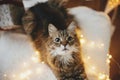 Adorable cat sitting with christmas golden lights on cozy armchair against stylish christmas tree, top view. Merry Christmas! Pet