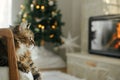 Adorable cat sitting on modern armchair and relaxing on background of burning fireplace and stylish christmas tree with lights. Royalty Free Stock Photo