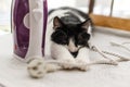 Adorable cat sleeping at iron cable on modern cloth. Laundry and housekeeping concept. Cute black and white cat relaxing on