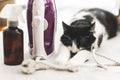 Adorable cat sleeping at iron cable on modern cloth. Laundry and housekeeping concept. Cute black and white cat relaxing on