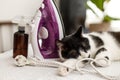 Adorable cat sleeping at iron cable on modern cloth. Laundry and housekeeping concept. Cute black and white cat relaxing on