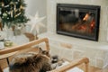 Adorable cat sleeping on modern armchair, relaxing on background of burning fireplace and stylish christmas tree with lights. Pet Royalty Free Stock Photo