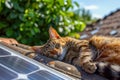Adorable cat sleeping on roof with solar panel