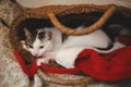 Adorable cat sleeping in rustic straw basket with santa hat. Cute kitten relaxing in modern decorated festive room. Merry Royalty Free Stock Photo