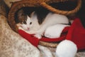 Adorable cat sleeping in rustic straw basket with santa hat. Cute kitten relaxing in modern decorated festive room. Merry Royalty Free Stock Photo