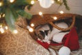 Adorable cat sleeping in straw basket with santa hat under christmas tree lights. Cute kitten relaxing in modern decorated festive Royalty Free Stock Photo