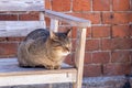 Adorable cat sleeps on an outdoor wooden bench close-up Royalty Free Stock Photo