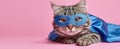 The adorable cat in a superhero costume relaxing on a pink backdrop..AI generated image Royalty Free Stock Photo