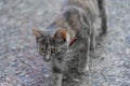 Adorable cat walking outdoors and curiously looking forward Royalty Free Stock Photo