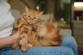 adorable cat with yellow eyes looking at the camera. red tabby cat sits on the couch next to the owner