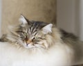 Adorable cats, brown version of siberian breed on the scratching Royalty Free Stock Photo