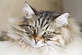 Adorable cats, brown version of siberian breed on the scratching Royalty Free Stock Photo