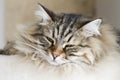 Adorable cats, brown version of siberian breed on the scratching Royalty Free Stock Photo