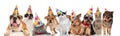 Adorable cats and dogs wearing colorful birthday hats looking funny Royalty Free Stock Photo