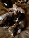 Adorable cats lying peacefully side by side on a comfy bed Royalty Free Stock Photo