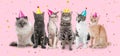 Adorable cats with party hats on pink background. Banner design Royalty Free Stock Photo