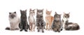 Adorable cats on background. Banner design