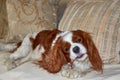 Adorable Cavalier King Charles