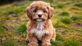 Adorable Cavapoo Puppy Playing in Lush Green Garden with Bright Sunlight and Playful Expression Royalty Free Stock Photo