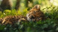 adorable cheetah cub closeup nestled among lush green grass in the wilderness Royalty Free Stock Photo