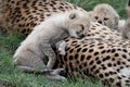 Adorable Cheetah Cub Resting