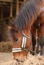 Adorable chestnut horse eating hay in wooden stable. Lovely domesticated pet Royalty Free Stock Photo