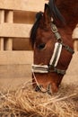 Adorable chestnut horse eating hay in wooden stable. Lovely domesticated pet Royalty Free Stock Photo