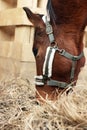 Adorable chestnut horse eating hay in wooden stable. Lovely domesticated pet Royalty Free Stock Photo