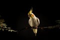 Parrot with Open beak. Angry parrot attacking. isolated on black background Royalty Free Stock Photo