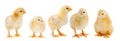 Adorable chicks Royalty Free Stock Photo