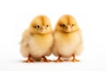 Adorable Chicks Isolated on White Background Royalty Free Stock Photo