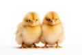 Adorable Chicks Isolated on White Background