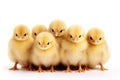 Adorable Chicks Isolated on White Background