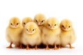 Adorable Chicks Isolated on White Background Royalty Free Stock Photo