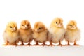 Adorable Chicks Isolated on White Background Royalty Free Stock Photo
