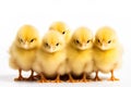 Adorable Chicks Isolated on White Background Royalty Free Stock Photo