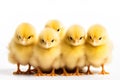 Adorable Chicks Isolated on White Background