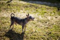 Adorable chihuahua barking in the garden