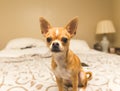 Adorable Chihuahua on Bed Royalty Free Stock Photo