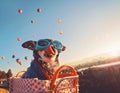 An adorable chihuahua in a bicycle basket at a hot air balloon l