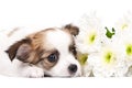 Adorable Chihuahua puppy with flowers Royalty Free Stock Photo