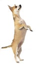 An adorable Chihuahua standing on hind legs