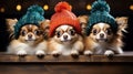 Adorable chihuahuas wearing funny winter hats for a cozy winter photoshoot with cute pet dogs