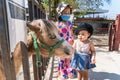 Adorable child girl looking at face of horse and feeding horse or pony with a carrot at zoo at bright sunny Royalty Free Stock Photo